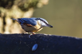 Eurasian Nuthatch, Sitta europaea bird in forest at winter sun