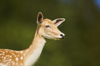 European fallow deer (Dama dama) doe, portrait, Kitzbühel, Wildpark Aurach, Austria, Europe