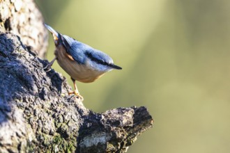 Eurasian Nuthatch, Sitta europaea bird in forest at winter sun