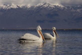 Dalmatian Pelican (Pelecanus crispus), swimming, 2 birds, snow-capped mountains in the background,