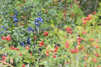 Sloes, rose hips, September, Mecklenburg-Western Pomerania, Germany, Europe