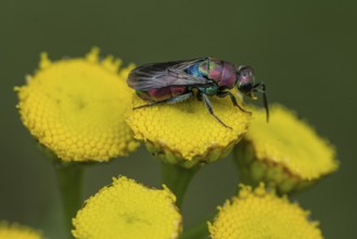 Golden wasp (Hedychrum rutilans), Emsland, Lower Saxony, Germany, Europe