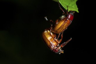 Two large brown beetles mating, sitting on a leaf, at night in the tropical rainforest, Refugio