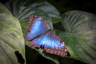 Morpho helenor, blue morpho butterfly sitting on a leaf, Alajuela province, Costa Rica, Central