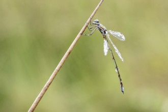 Lestes virens (Lestes virens), Emsland, Lower Saxony, Germany, Europe