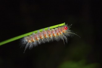 Hairy caterpillar on a stem, at night in the tropical rainforest, Refugio Nacional de Vida