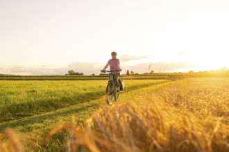 A person rides a bicycle through a wheat field at sunset, Gechingen, Black Forest, Germany, Europe