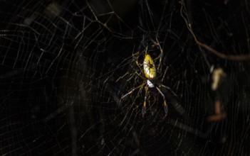 Night shot, Golden silk spider (Trichonephila clavipes) spider web, Tortuguero National Park, Costa