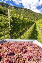 Wine-growing, in the Adige Valley, near the village of Tramin on the Wine Road, South Tyrol,