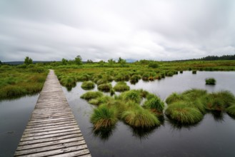 The High Fens, Brackvenn, raised bog, wooden plank hiking trail, in Wallonia, Belgium, on the