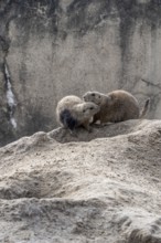 Prairie dogs (Cynomys ludovicianus), Emmen Zoo, Netherlands