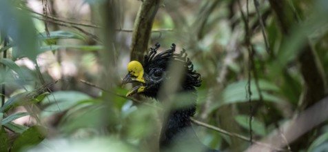 Tuberous-throated curassow (Crax rubra), adult male, animal portrait, in the rainforest, Corcovado