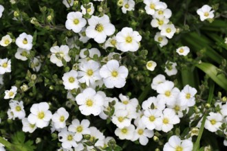 Elm-leaved spirea (Spiraea chamaedryfolia), flower, flowering, Germany, Europe