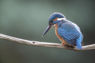 Common kingfisher (Alcedo atthis), Emsland, Lower Saxony, Germany, Europe