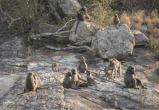 Herd of chacma baboons (Papio ursinus), animal family with adults and cubs, sitting on stones,