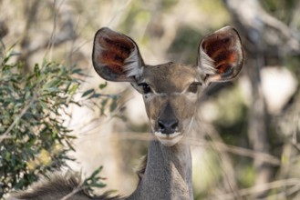 Greater Kudu (Tragelaphus strepsiceros), animal portrait, adult female, alert, Kruger National