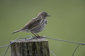 Meadow Pipit (Anthus pratensis), Emsland, Lower Saxony, Germany, Europe