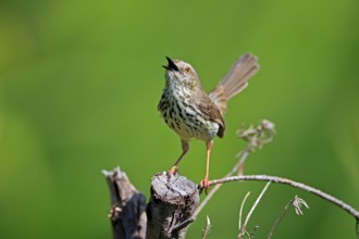 Spotted Prinia (Prinia maculosa), adult, on wait, singing, Kirstenbosch Botanical Gardens, Cape