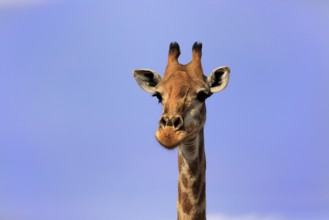 Southern giraffe (Giraffa camelopardalis giraffa), adult, portrait, Kruger National Park, Kruger