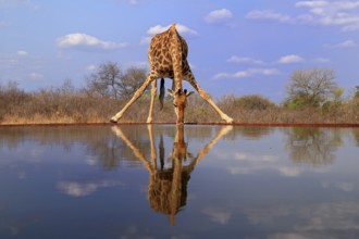 Southern giraffe (Giraffa camelopardalis giraffa), adult, drinking, at the water, Kruger National