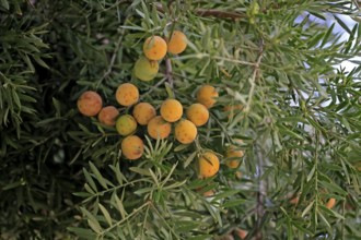 Weeping yew (Afrocarpus falcatus), fruit, fruit stand, Kirstenbosch Botanical Gardens, Cape Town,