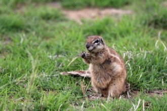 Cape ground squirrel (Xerus inauris), adult, alert, feeding, Mountain Zebra National Park, Eastern