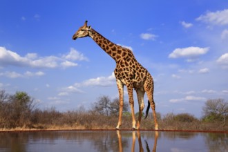 Southern giraffe (Giraffa camelopardalis giraffa), adult, at the water, Kruger National Park,