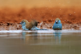 Angolan butterfly finch (Uraeginthus angolensis), blue-eared butterfly finch, adult, two birds, at