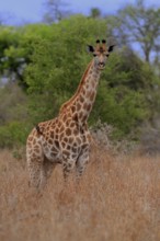 Southern giraffe (Giraffa camelopardalis giraffa), adult, foraging, Kruger National Park, Kruger