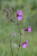 Red campion (Silene dioica), Emsland, Lower Saxony, Germany, Europe