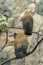 Capuchin Cotinga (Perissocephalus tricolor), Walsrode Bird Park, Lower Saxony, Germany, Europe