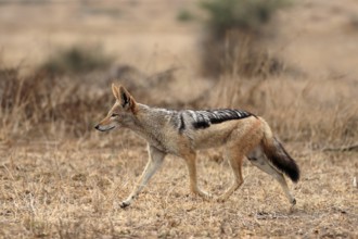 Black-backed jackal (Lupulella mesomelas), adult, alert, stalking, foraging, Kruger National Park,