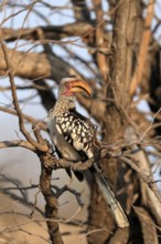 Southern Yellow-billed Hornbill, Red-ringed Hornbill (Tockus leucomelas), adult, on wait, Kruger