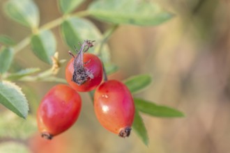 Rosehips of the dog rose (Rosa canina) with small spider, Emsland, Lower Saxony, Germany, Europe