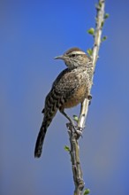 Cactus wren (Campylorhynchus brunneicapillus), adult, on wait, Sonora Desert, Arizona, North