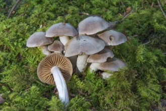 A group of violet-blue thickets (Cortinarius azureus) standing densely in green moss,