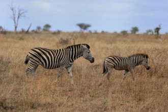 Burchell's zebra (Equus quagga burchelli), Burchell's zebra, adult, female, mother with young, two