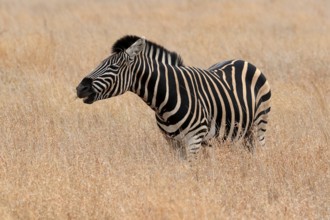 Burchell's zebra (Equus quagga burchelli), Burchell's zebra, adult, feeding, Kruger National Park,