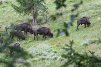 Bison (Bison bonasus), herd grazing in near-natural habitat, captive, Germany, Europe