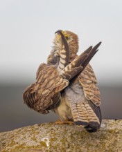 Lesser kestrel (Falco naumanni) female, grooming, hunting, foraging, cleaning every feather,