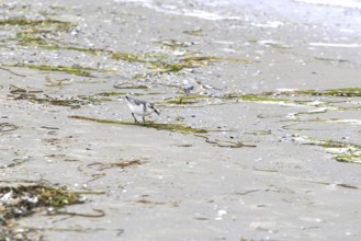 Sanderling Limikole, Usedom, September, Mecklenburg-Western Pomerania, Germany, Europe