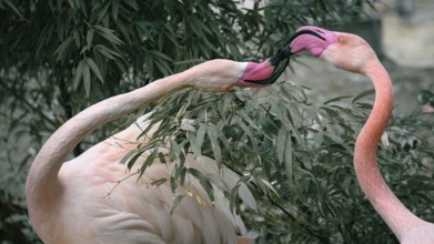 Two pink flamingos (Phoenicopterus roseus) with intertwined beaks in front of green foliage,