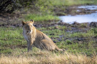 Lion (Panthera leo), sitting young, Khwai, Okavango Delta, Moremi Game Reserve, Botswana, Africa