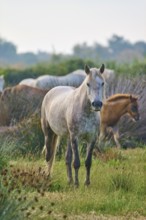 White Camargue horse herd with foals grazing peacefully on a green pasture, Camargue, France,