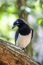 Black chested jay (Cyanocorax affinis), Aviario Nacional de Colombia, Via Baru, Province of