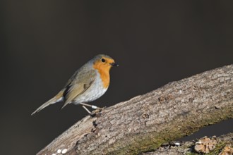 European robin (Erithacus rubecula), adult bird, Dingdener Heide nature reserve, North