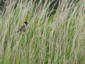 A male reed bunting (Emberiza schoeniclus) with food in its beak, Mecklenburg-Western Pomerania,