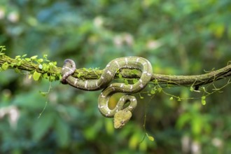 Griffin-tailed lance adder (Bothriechis schlegelii), green variety, sitting on a branch, Heredia