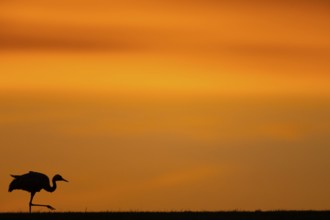 Crane (Grus grus), Hornborgorsjön, Sweden, Europe