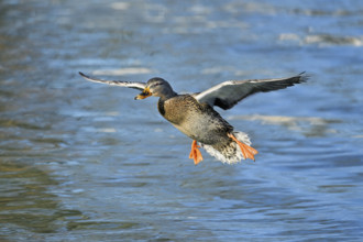 Mallard (Anas platyrhynchos), female in flight, Lake Zug, Canton Zug, Switzerland, Europe